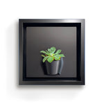 Load image into Gallery viewer, Plant on a Wall - Crassula (Black)
