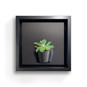 Plant on a Wall - Crassula (Black)