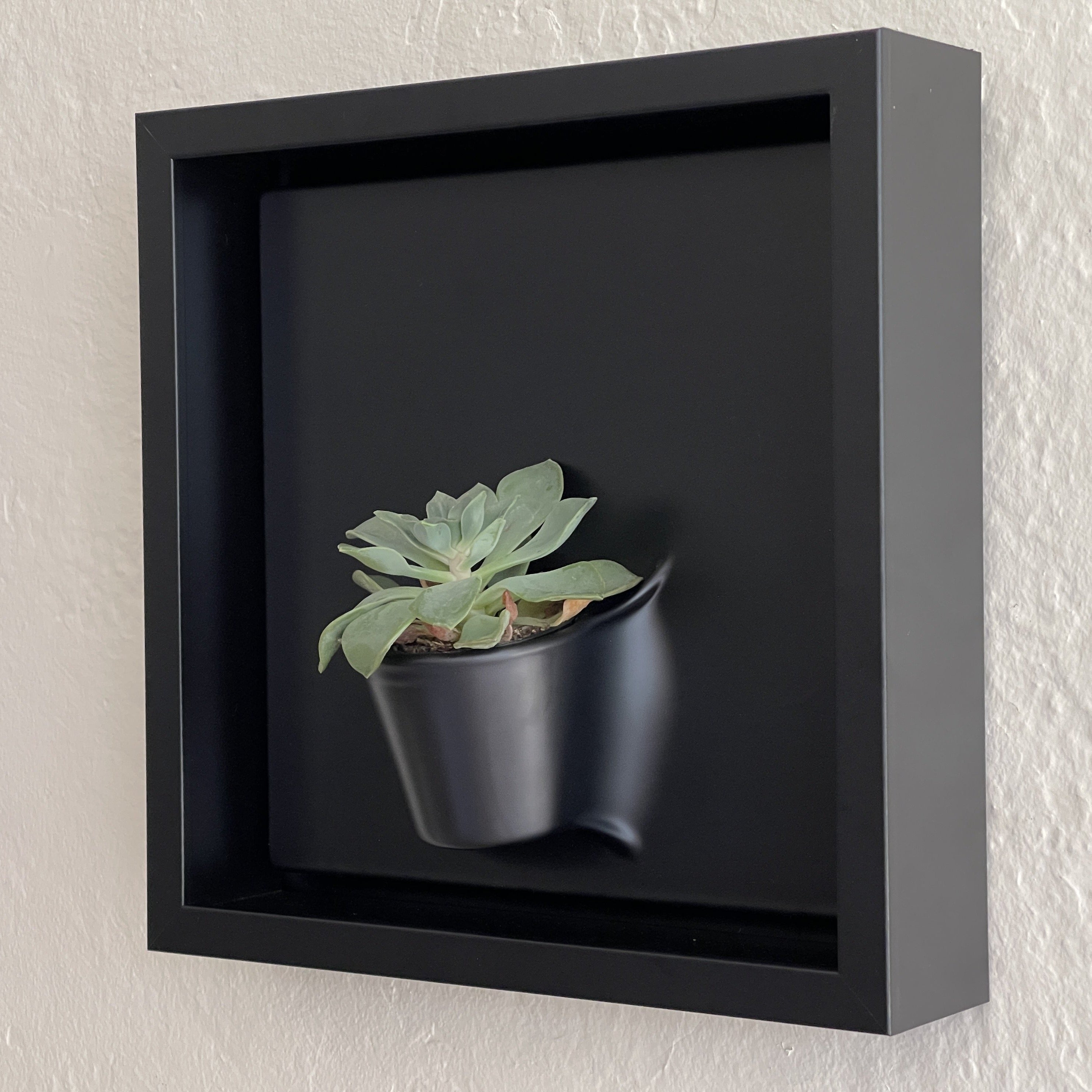 black succulent wall planter Plant on a Wall