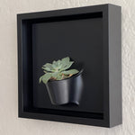 Load image into Gallery viewer, Plant on a Wall - Crassula (Black)
