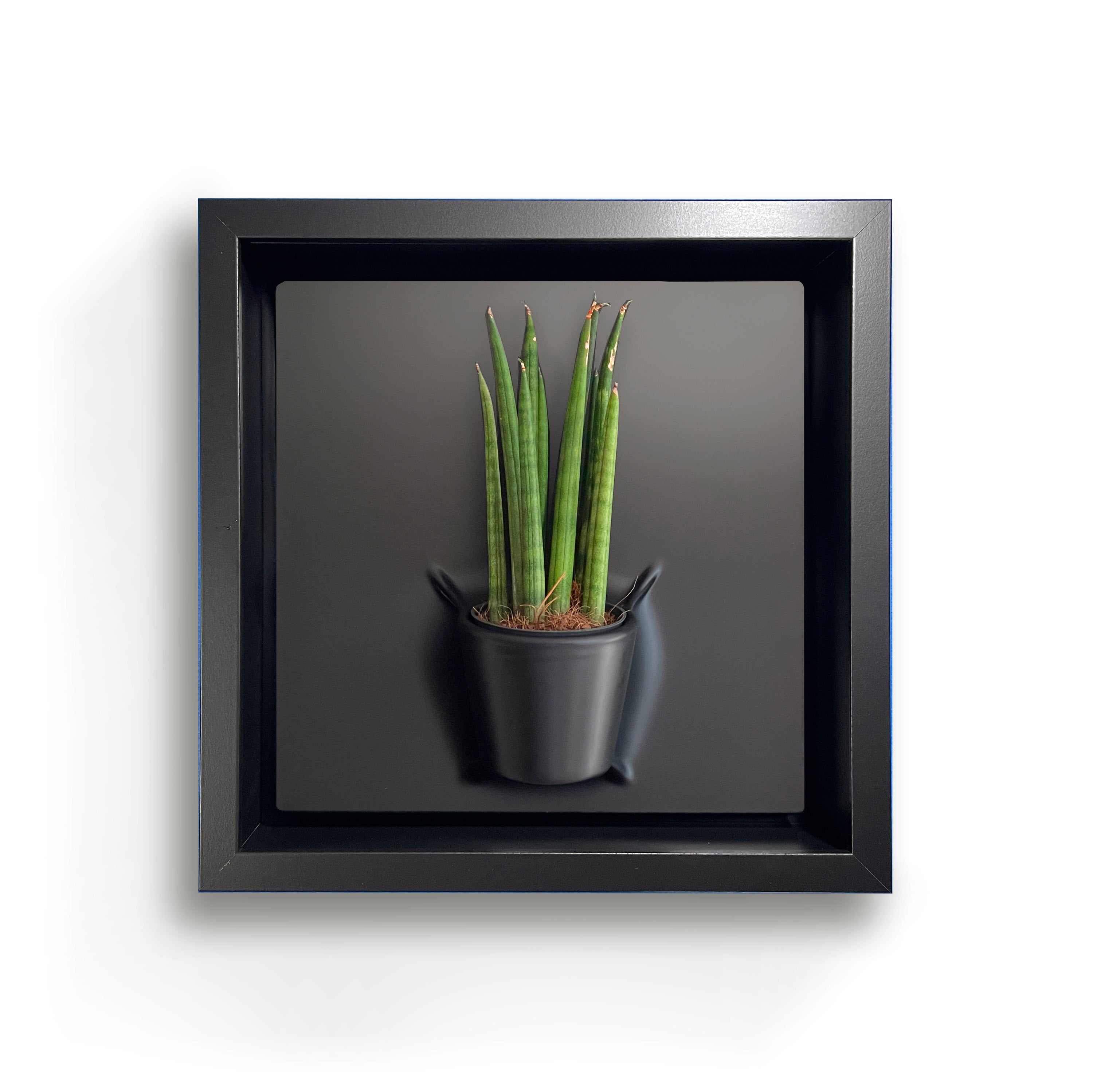 Plant on a Wall - Spike (Black)